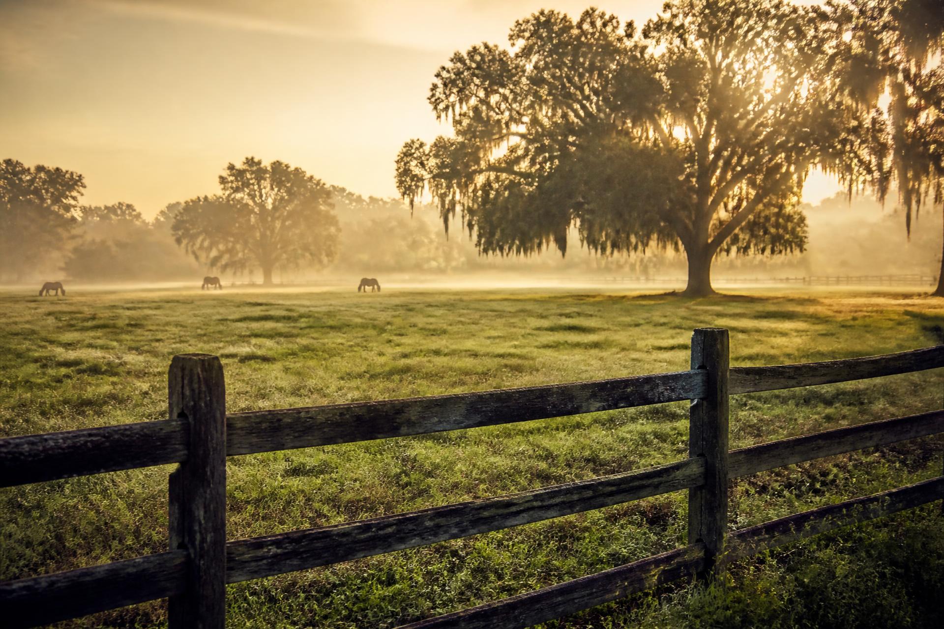 Sunrise over an open Florida ranch pasture with a split-rail fence and moss-draped oaks